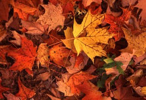 amherst ohio leaf pickup